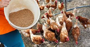 Le Conseil de la concurrence mène des opérations de visite et saisie inopinées dans le marché des aliments avicoles